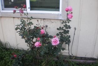 Single Family Residence, 1911 Corby Ave, CA  , CA 95407