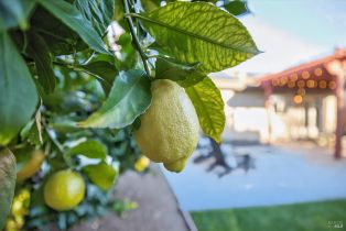 Single Family Residence,  Esparto court, Windsor, CA 95492 - 43