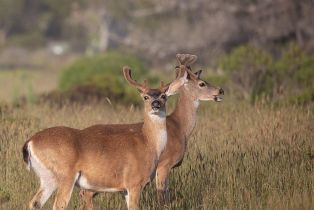 Single Family Residence,  River Beach road, Sea Ranch, CA 95497 - 49
