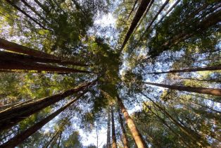 Single Family Residence,  River Beach road, Sea Ranch, CA 95497 - 45