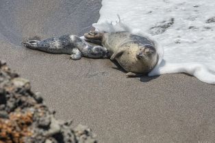 Single Family Residence,  River Beach road, Sea Ranch, CA 95497 - 47