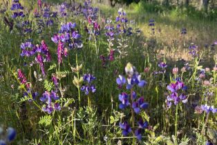 Residential Lot,  Shiloh ridge, Santa Rosa, CA 95403 - 18