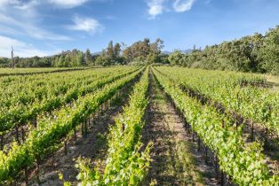 Agriculture,  Watmaugh road, Sonoma, CA 95476 - 2