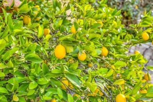 Single Family Residence,  Pickett road, Calistoga, CA 94515 - 51