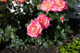 Single Family Residence,  Sunray place, Windsor, CA 95492 - 4