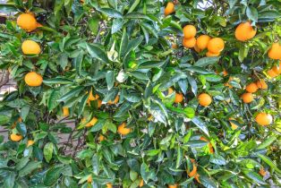 Single Family Residence,  Grove street, Sonoma, CA 95476 - 24