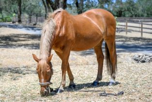 Single Family Residence,  Trinity road, Glen Ellen, CA 95442 - 6