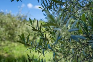 Residential Acreage,  Westside road, Healdsburg, CA 95448 - 16