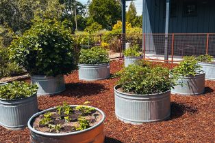 Single Family Residence,  Schellville road, Sonoma, CA 95476 - 24