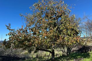 Residential Lot,  Erland road, Santa Rosa, CA 95404 - 35