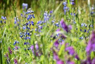 Residential Acreage,  Grandview road, Napa, CA 94558 - 30