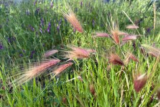 Residential Acreage,  Grandview road, Napa, CA 94558 - 41