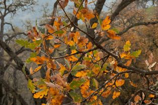 Residential Acreage,  Grandview road, Napa, CA 94558 - 46