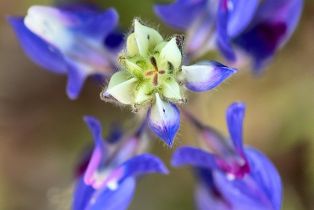 Residential Acreage,  Grandview road, Napa, CA 94558 - 54