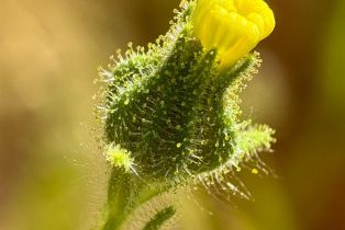 Residential Acreage,  Grandview road, Napa, CA 94558 - 55