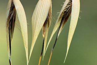 Residential Acreage,  Grandview road, Napa, CA 94558 - 53