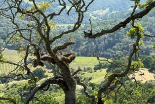 Residential Acreage,  Grandview road, Napa, CA 94558 - 39