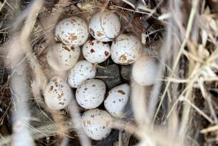 Residential Acreage,  Grandview road, Napa, CA 94558 - 65