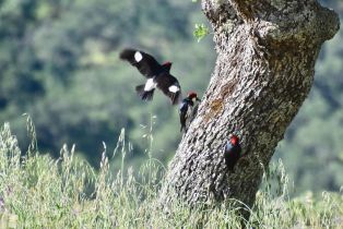 Residential Acreage,  Grandview road, Napa, CA 94558 - 37