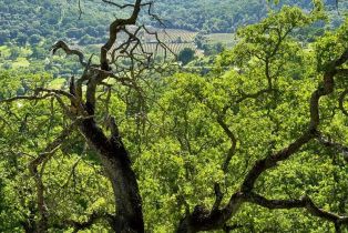 Residential Acreage,  Grandview road, Napa, CA 94558 - 89