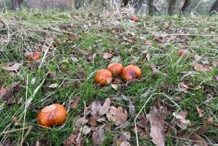 Residential Acreage,  Grandview road, Napa, CA 94558 - 48