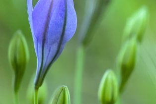 Residential Acreage,  Grandview road, Napa, CA 94558 - 57