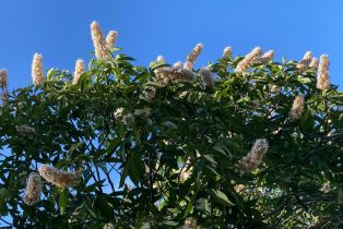 Residential Acreage,  Grandview road, Napa, CA 94558 - 36