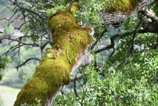 Residential Acreage,  Grandview road, Napa, CA 94558 - 29