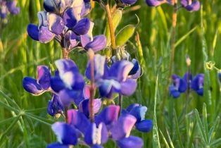 Residential Acreage,  Grandview road, Napa, CA 94558 - 43