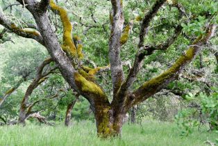 Residential Acreage,  Grandview road, Napa, CA 94558 - 38