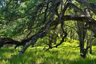 Residential Acreage,  Grandview road, Napa, CA 94558 - 93