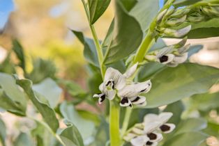 Single Family Residence,  Napa street, Sonoma, CA 95476 - 58