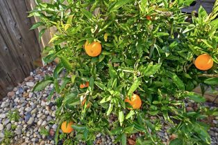 Single Family Residence,  Riesling street, Cloverdale, CA 95425 - 16