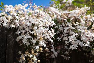 Condominium,  stony point road, Santa Rosa, CA 95401 - 29