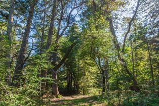 Agriculture,  Dry Creek road, Napa, CA 94558 - 41