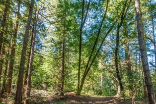 Agriculture,  Dry Creek road, Napa, CA 94558 - 40