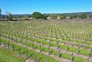Agriculture,  Dry Creek road, Healdsburg, CA 95448 - 50