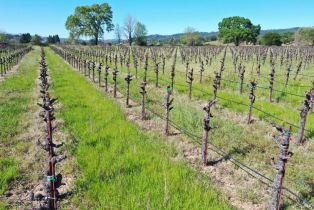 Agriculture,  Dry Creek road, Healdsburg, CA 95448 - 15