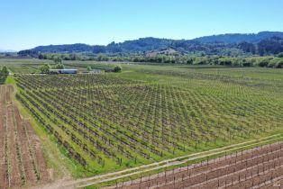Agriculture,  Dry Creek road, Healdsburg, CA 95448 - 25