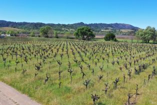 Agriculture,  Dry Creek road, Healdsburg, CA 95448 - 33