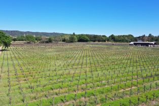 Agriculture,  Dry Creek road, Healdsburg, CA 95448 - 47
