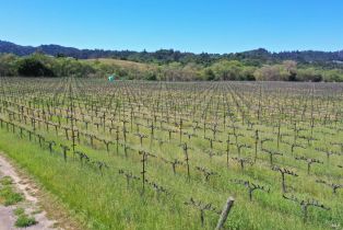 Agriculture,  Dry Creek road, Healdsburg, CA 95448 - 35