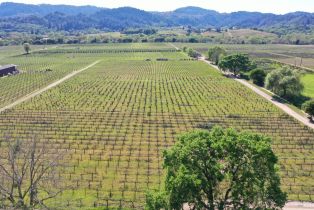 Agriculture,  Dry Creek road, Healdsburg, CA 95448 - 55