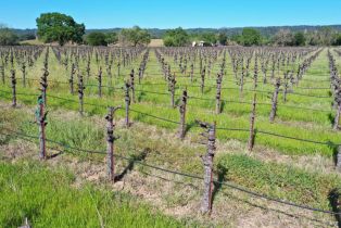 Agriculture,  Dry Creek road, Healdsburg, CA 95448 - 60