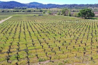 Agriculture,  Dry Creek road, Healdsburg, CA 95448 - 44