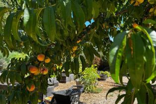 Single Family Residence,  Mill Station road, Sebastopol, CA 95472 - 41