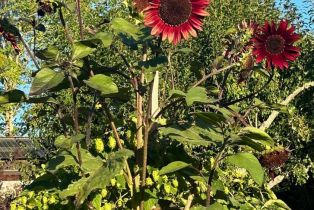 Single Family Residence,  Mill Station road, Sebastopol, CA 95472 - 60