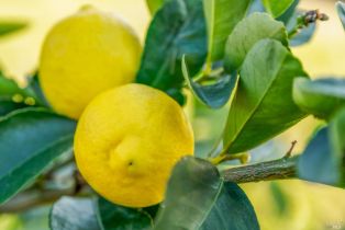 Residential Acreage,  Redwood Hill court, Santa Rosa, CA 95404 - 37