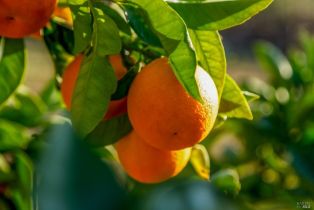 Residential Acreage,  Redwood Hill court, Santa Rosa, CA 95404 - 38