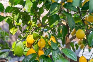 Condominium, Piper street, Healdsburg, CA 95448 - 29